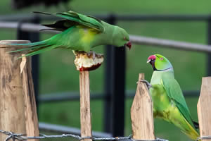 parakeets jigsaw puzzle