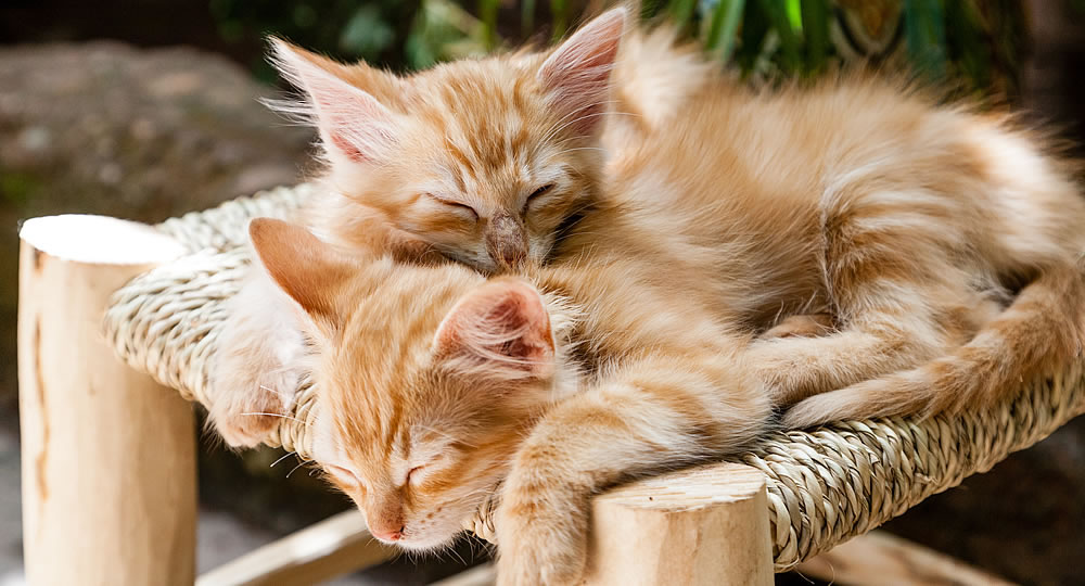 Adorable cats game 9 - free jigsaw puzzles