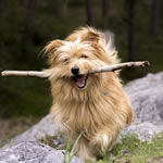 Online jigsaw puzzle - dog, cute dog 