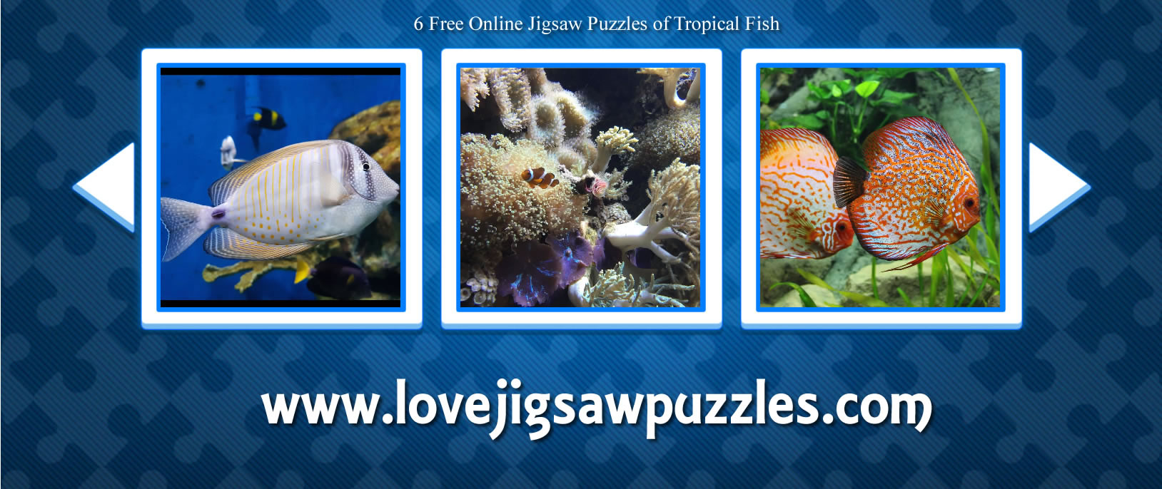 jigsaw puzzles of tropical fish