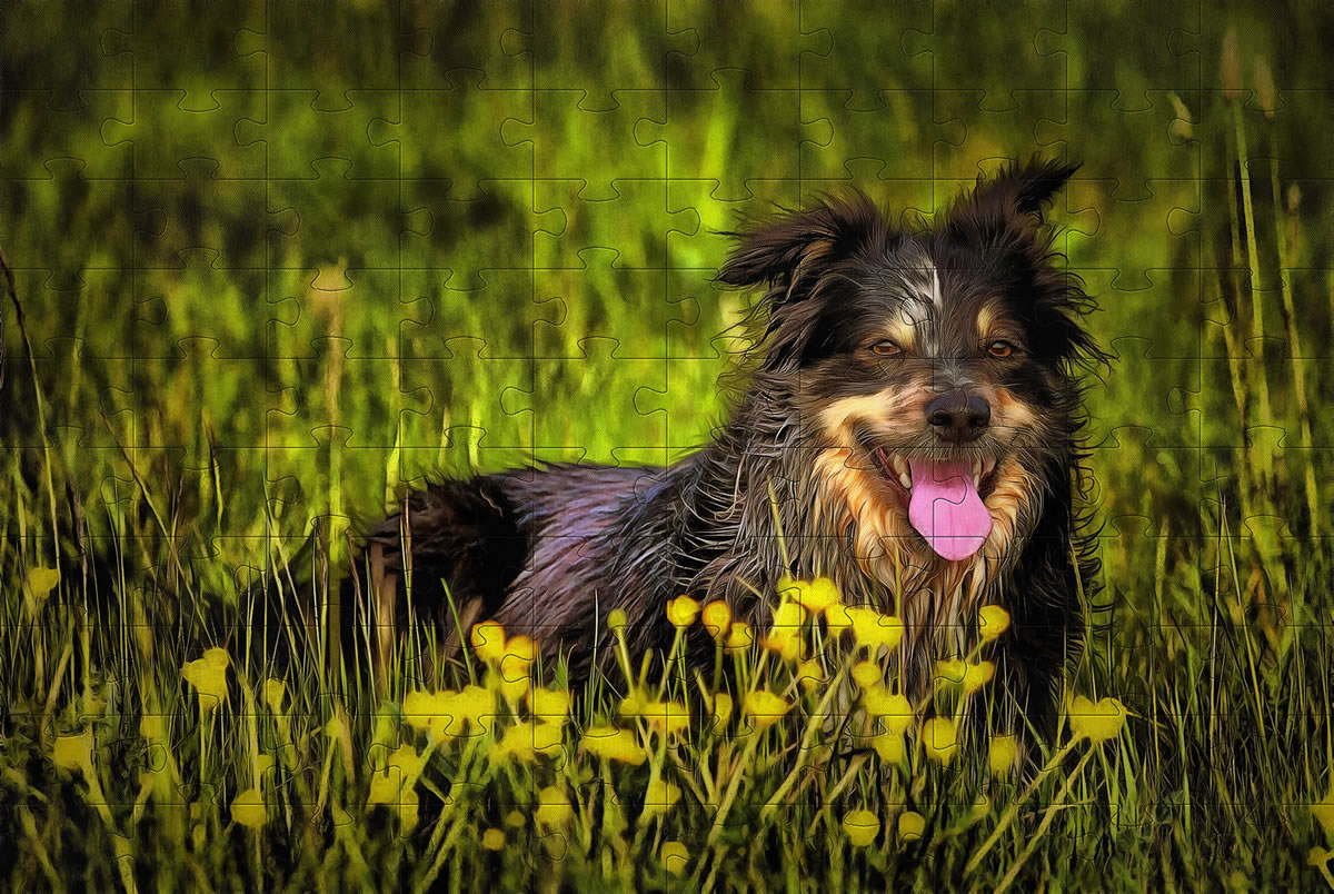 Border Collie jigsaw