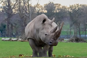 Rhino Online Jigsaw