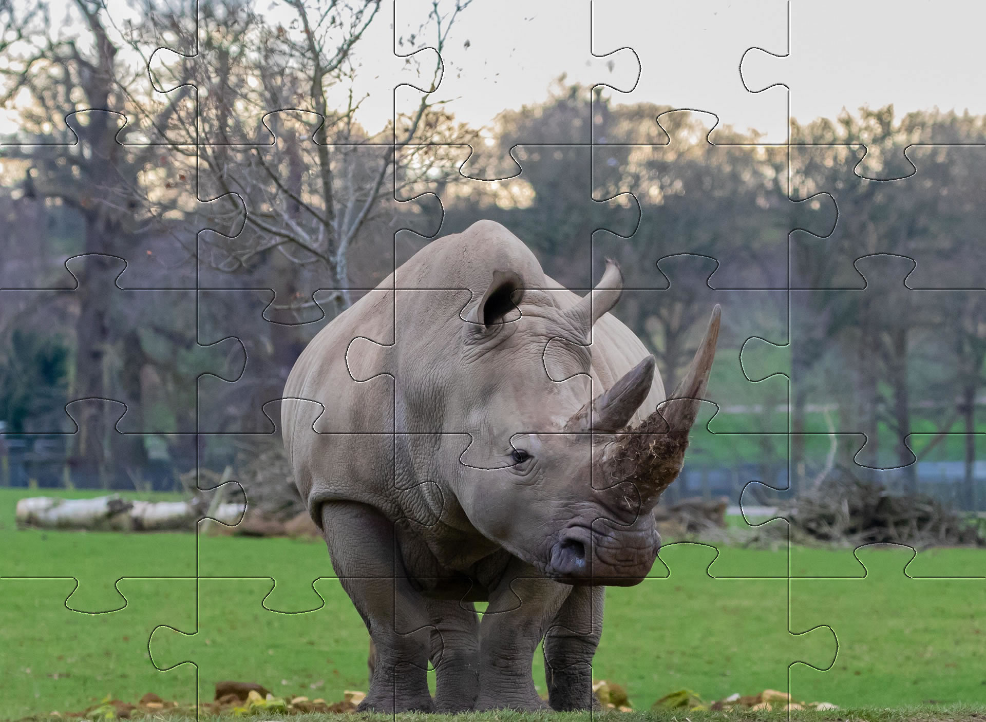 rhino jigsaw