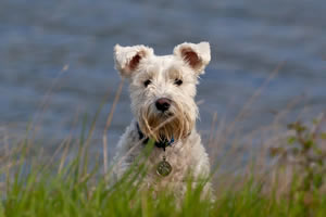 Cute small dog Jigsaw