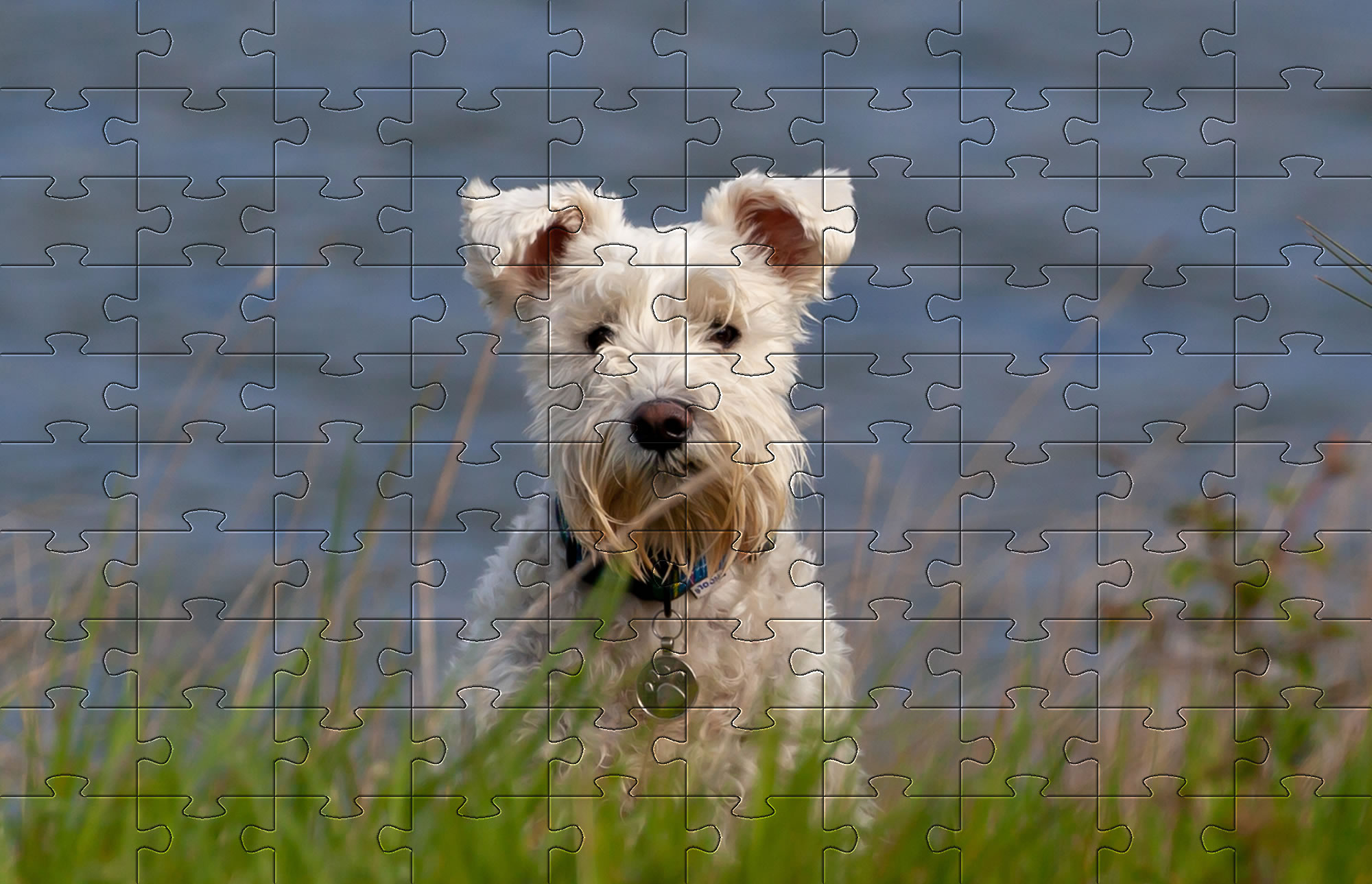 Cute small white dog jigsaw