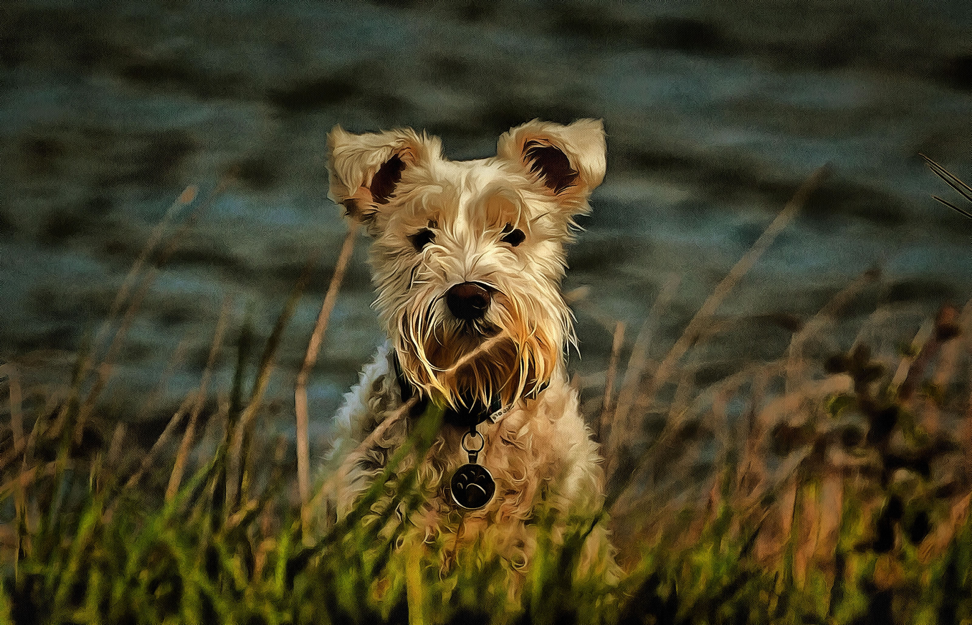 Cute small white dog - Art Picture