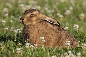 Young hare, wildlife jigsaw puzzle