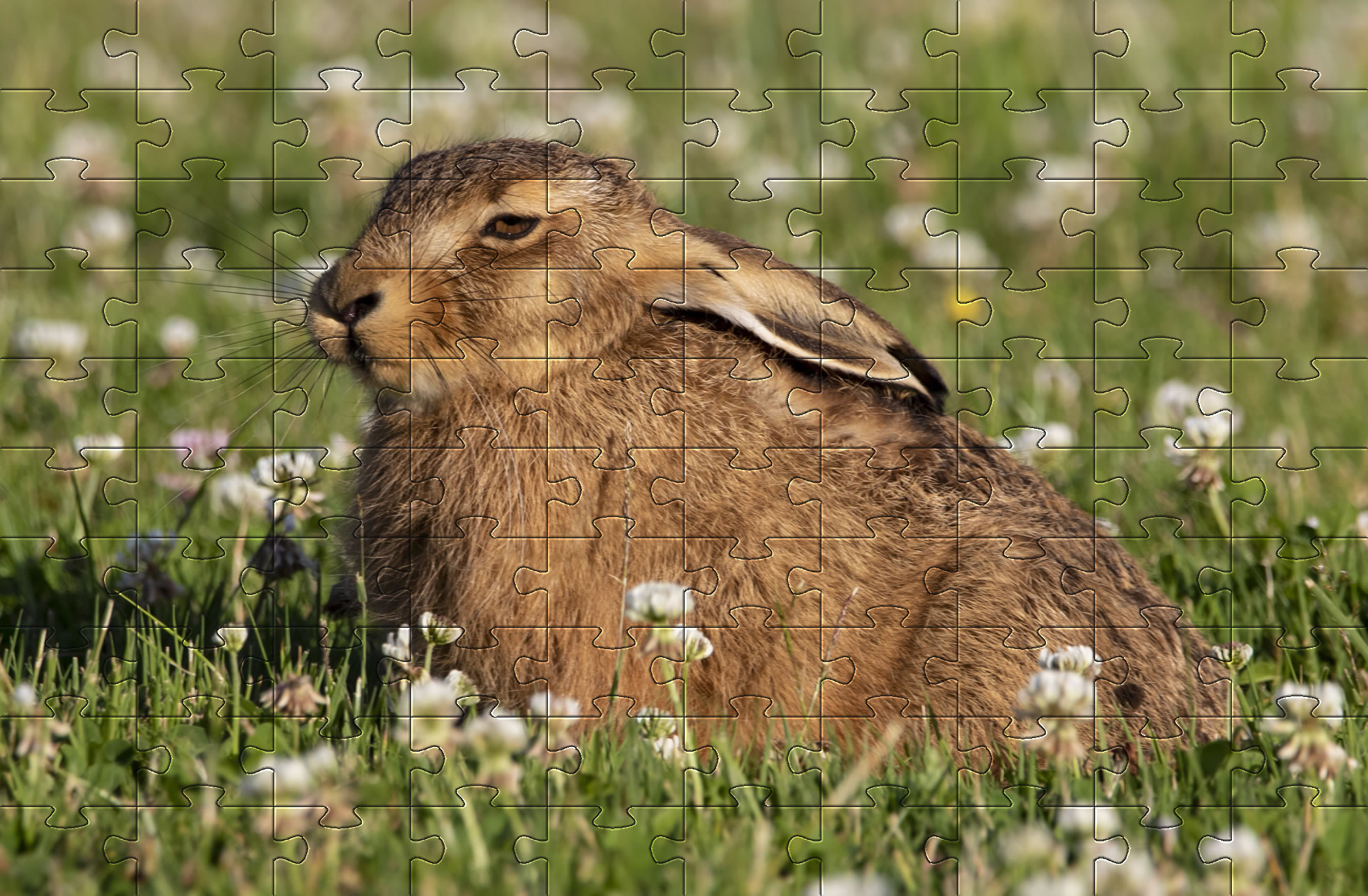 Beautiful young hare jigsaw