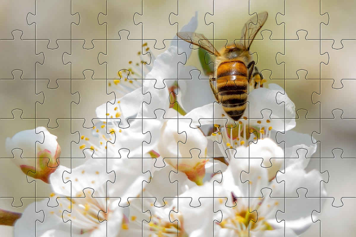 Bee on flowers jigsaw