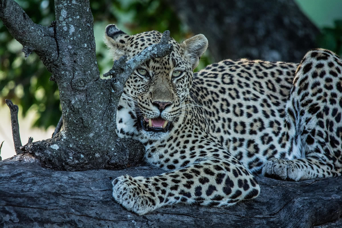 Leopard - animal jigsaws