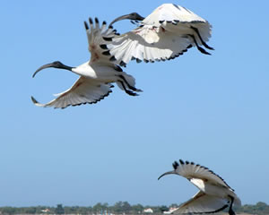 9 Jigsaw Puzzles of Birds