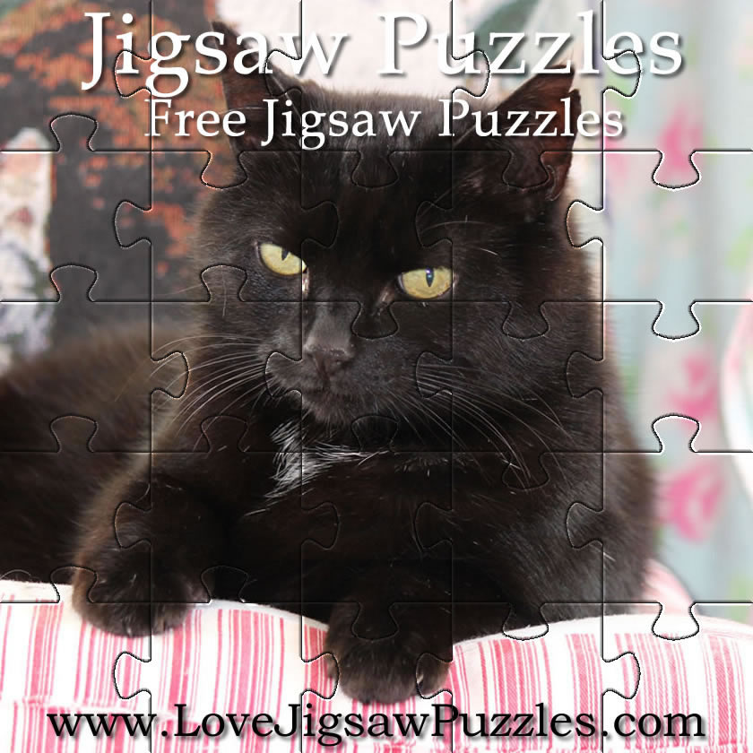 Black cat puzzles