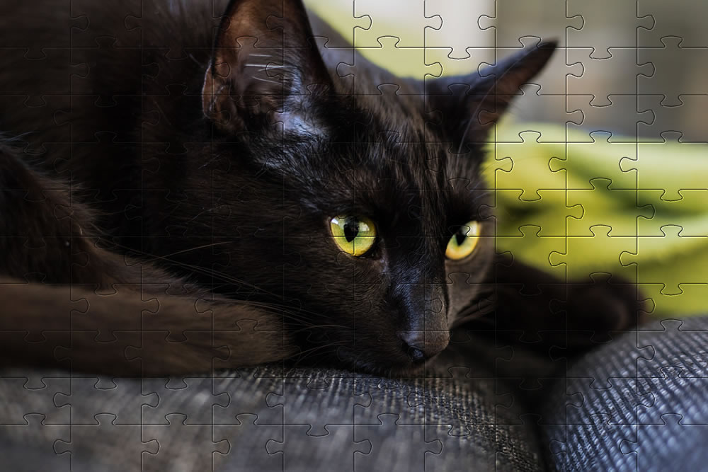 Jigsaw puzzle - black cat