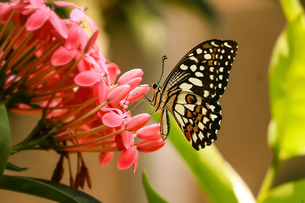 butterfly jigsaw game 3