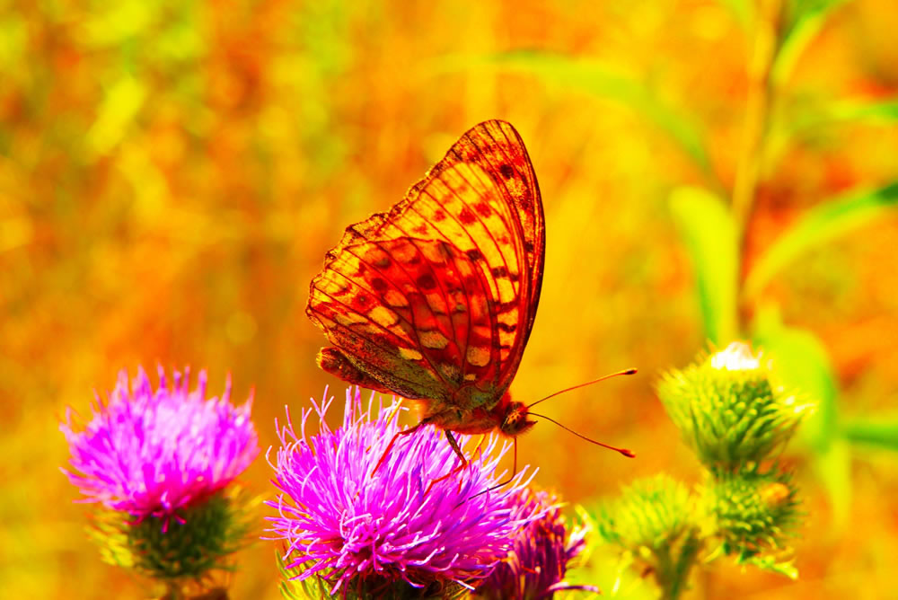 butterfly jigsaw game 2