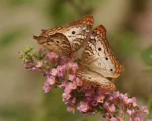 Butterfly jigsaw 4