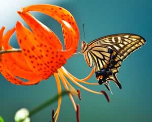 Butterfly jigsaw 6