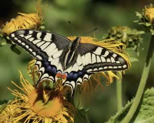 Butterfly jigsaw 7