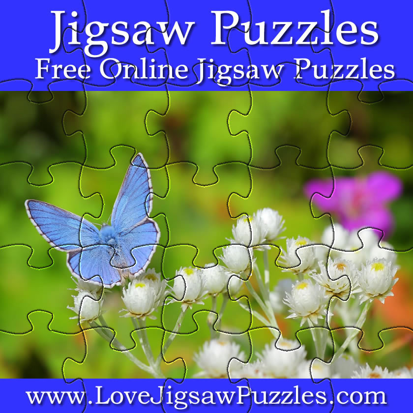 Butterfly Jigsaw Puzzle No 10 Jigsaw Puzzles