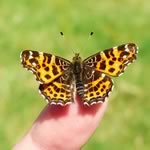 Butterfly jigsaw puzzles - 12 free online jigsaw puzzles of butterflies