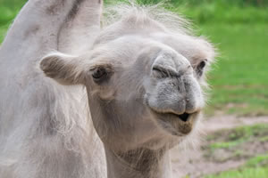 Camel | Traditional Jigsaw Puzzle