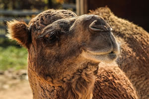 Camel | Traditional Jigsaw Puzzle game 5