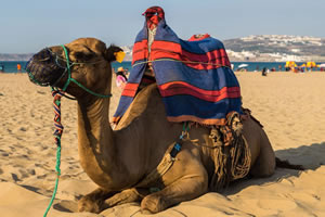 Camel | Traditional Jigsaw Puzzle game 6