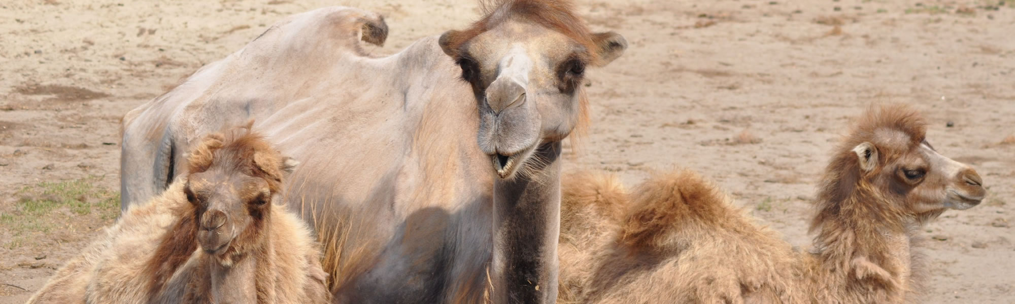 Camels