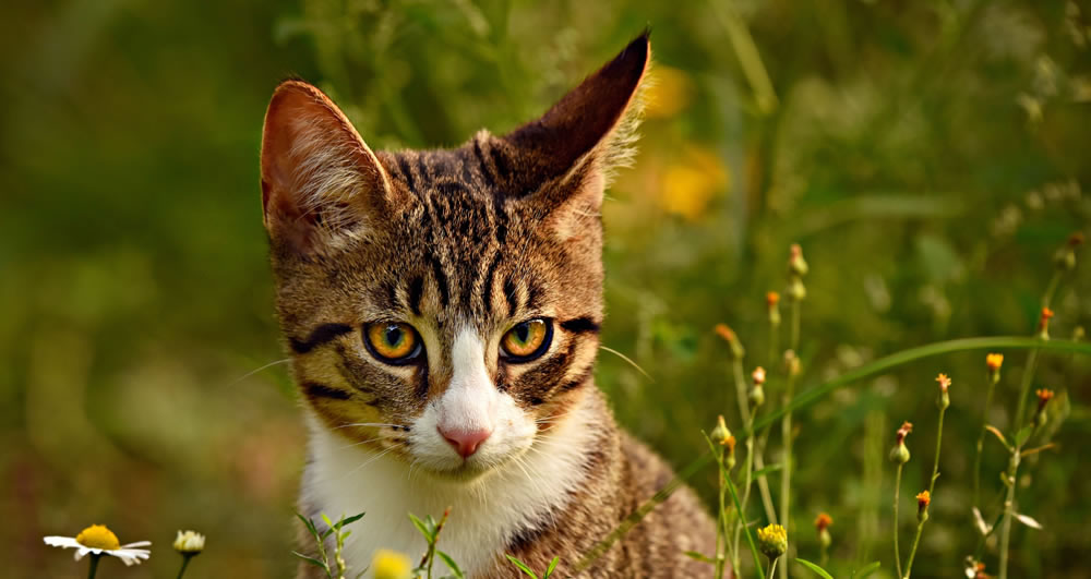 Cat jigsaw puzzles