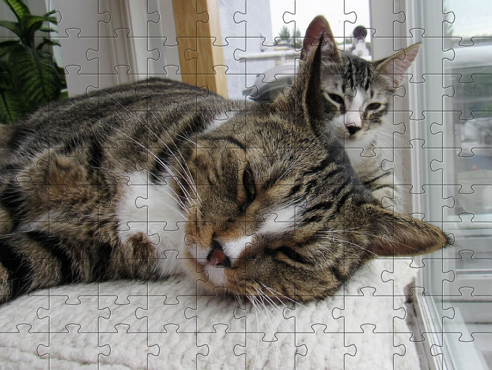 Jigsaw picture 1 - Pets and cats