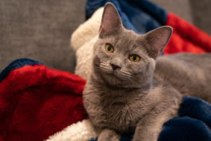 Russian blue | Jigsaw