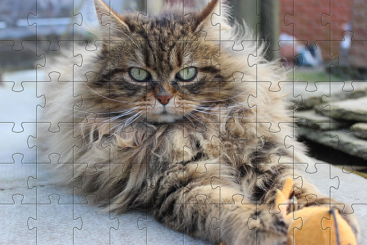 Beautiful Cat jigsaw