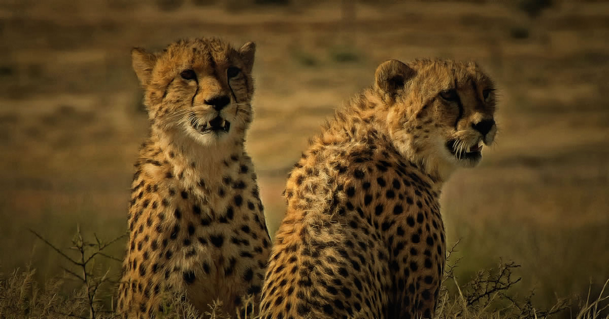 Cheetah artistic picture