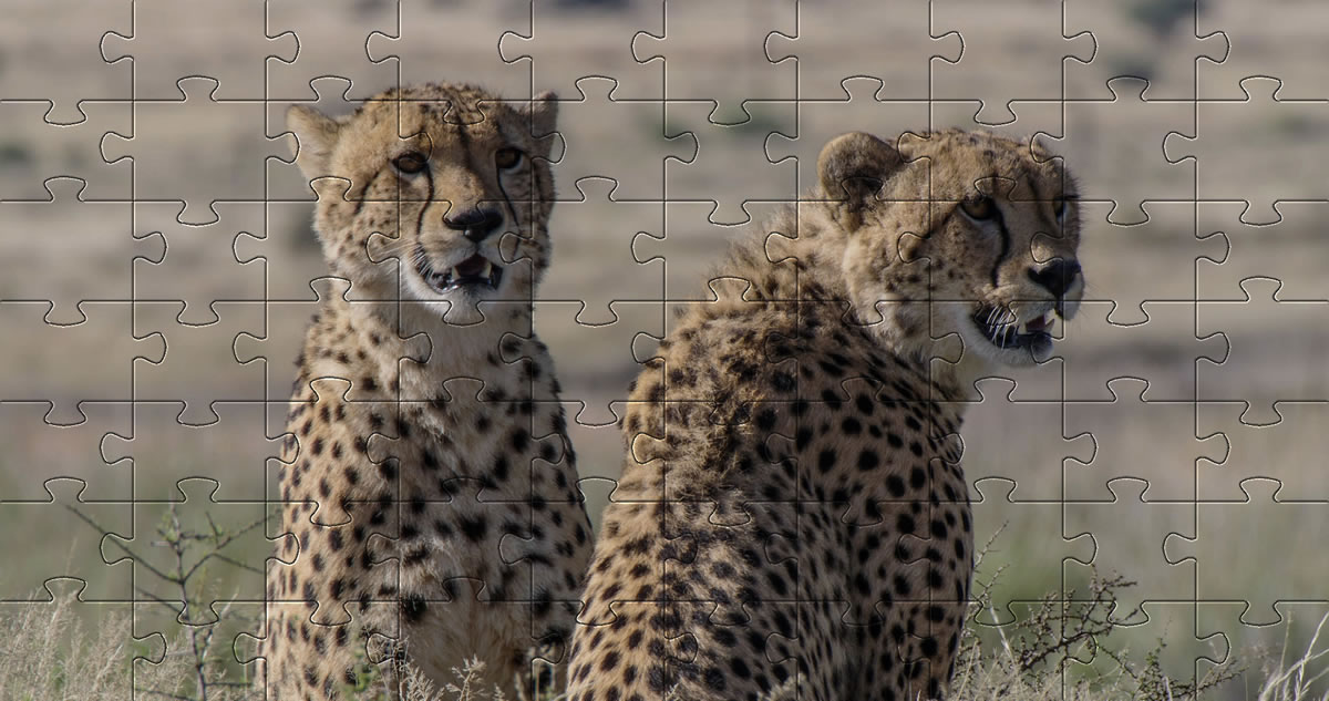 Cheetahs Jigsaw