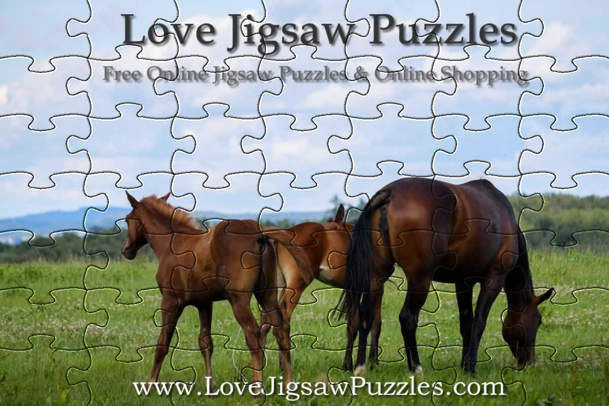 Daily Jigsaw Puzzles Horses
