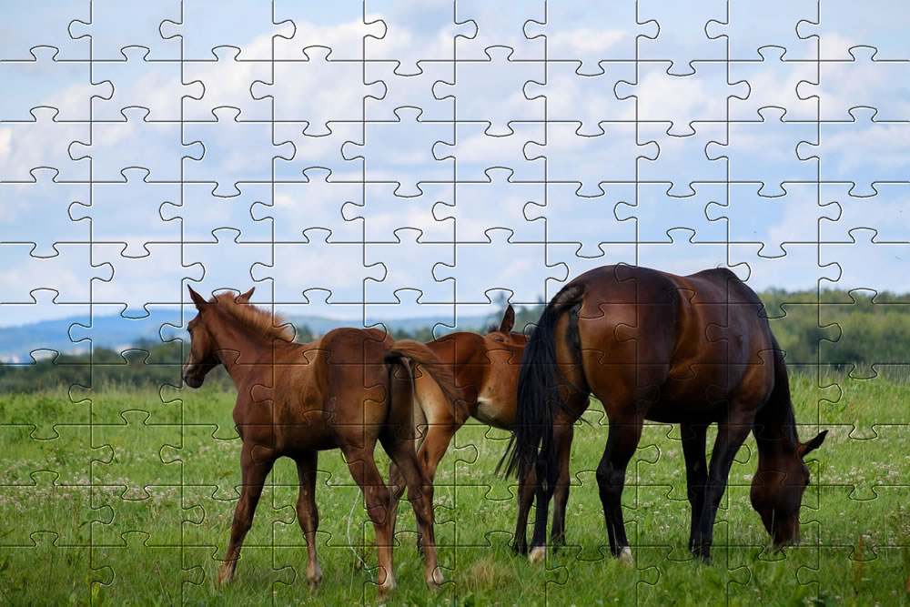 Horse jigsaw picture