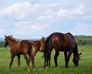 horses jigsaw puzzle