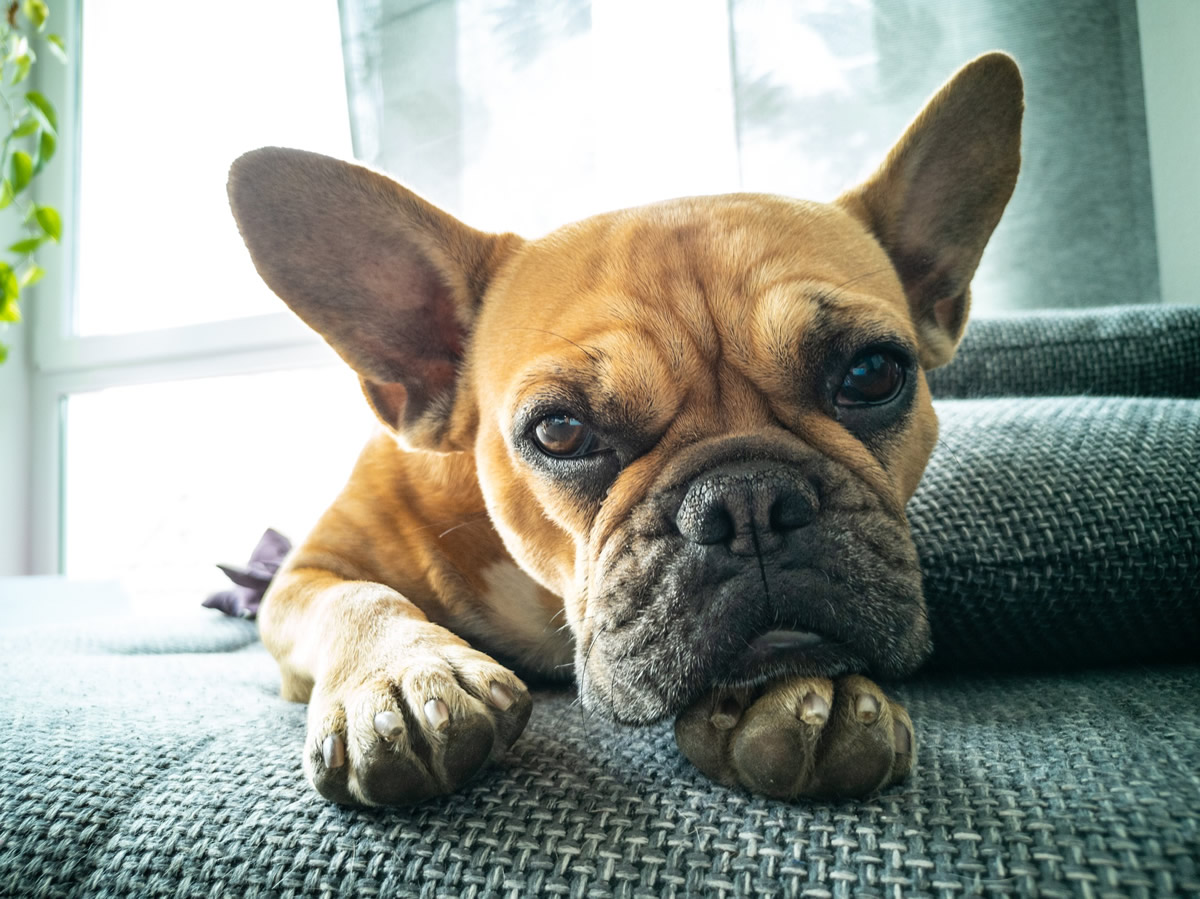 Dogs - French Bulldog