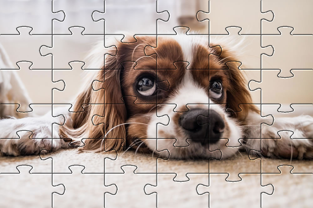Fun Dogs | Dog Jigsaw Puzzles - Pet Friendly