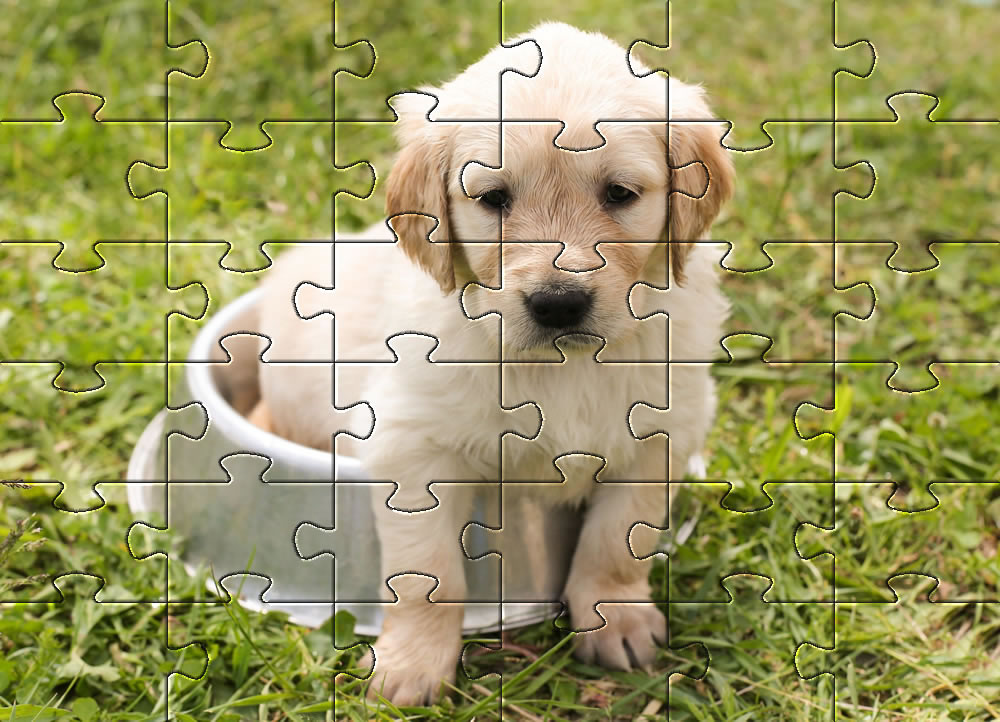 Dogs | jigsaw puzzles of dogs and puppies