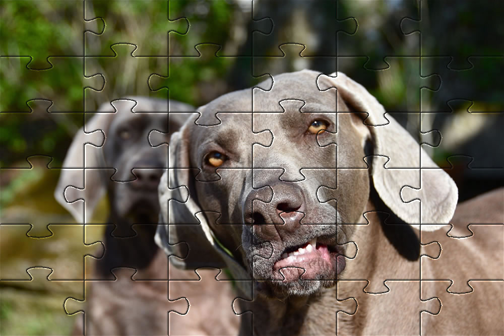jigsaw puzzles of dogs