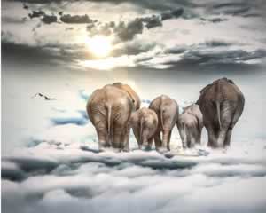 Magic Elephants jigsaw