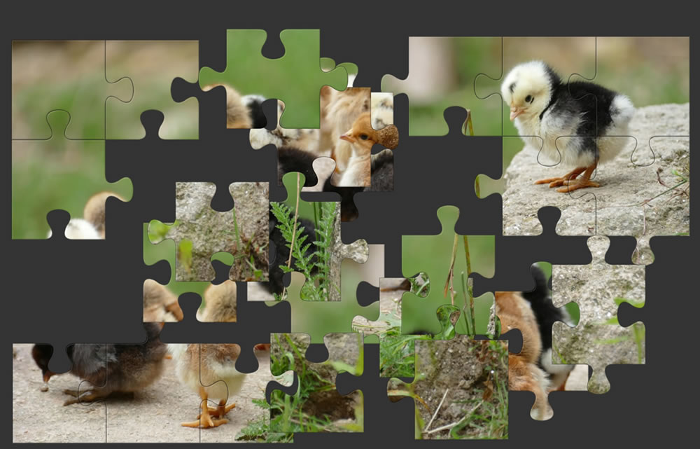On the Farm Jigsaw Puzzles - chicks / chickens