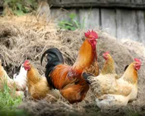 Farm jigsaw puzzle of chickens and cockeral