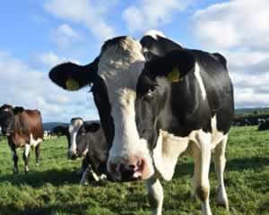 Cows in a farm jigsaw