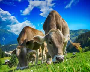 Cows and beautiful scenery jigsaw puzzle