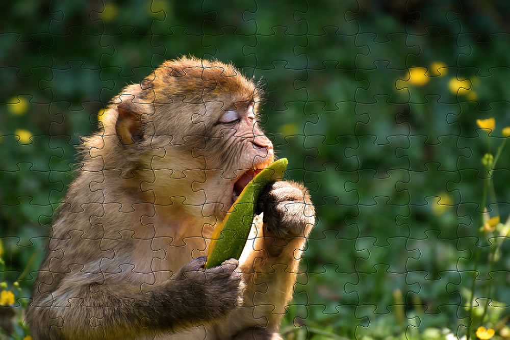 Barbary ape jigsaw