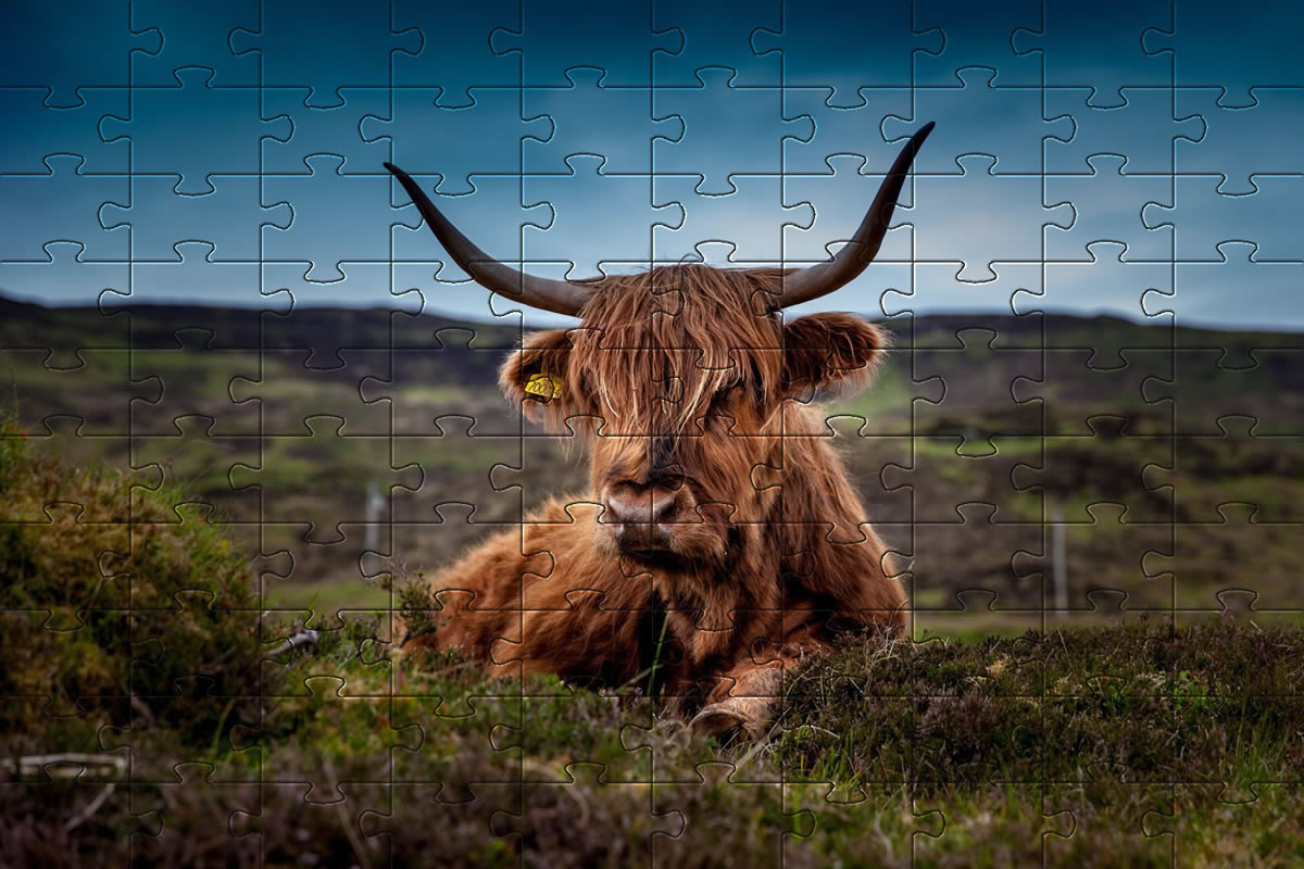 jigsaw puzzles