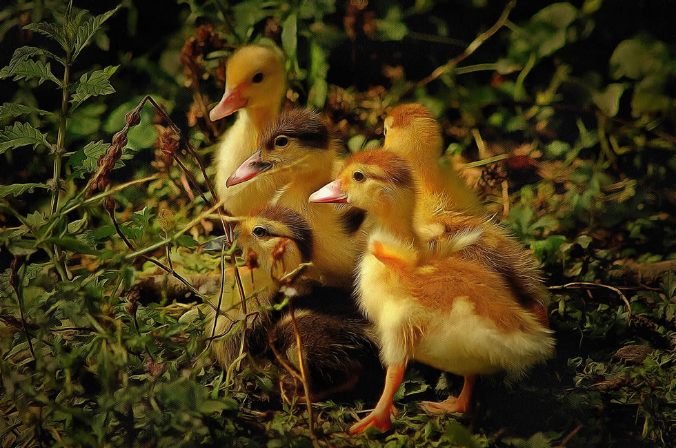 Duckling picture art image