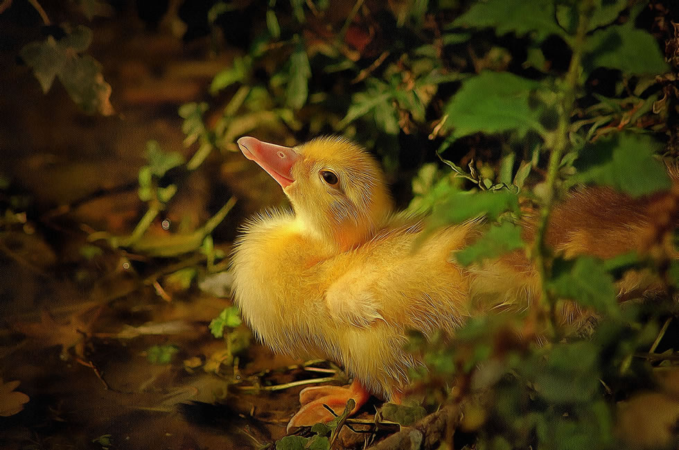 Duckling picture art image